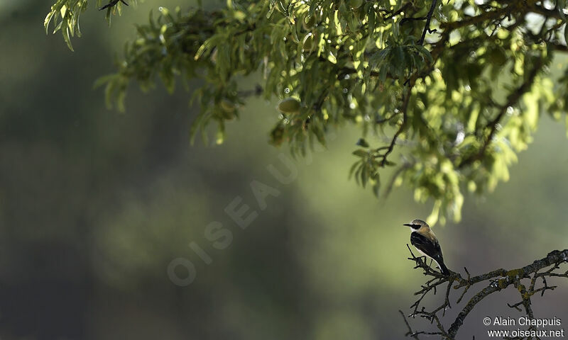 Traquet oreillardadulte, identification, Comportement