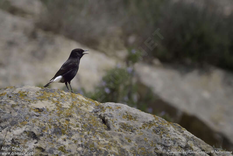 Black Wheatear male adult, habitat, pigmentation