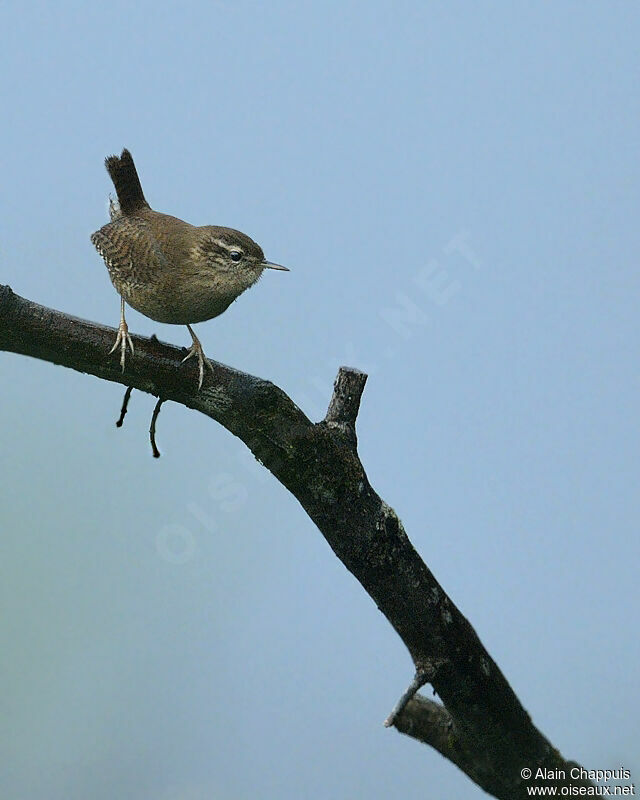 Eurasian Wrenadult, identification, Behaviour