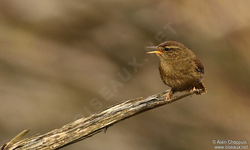 Eurasian Wren male adult, identification, song, Behaviour