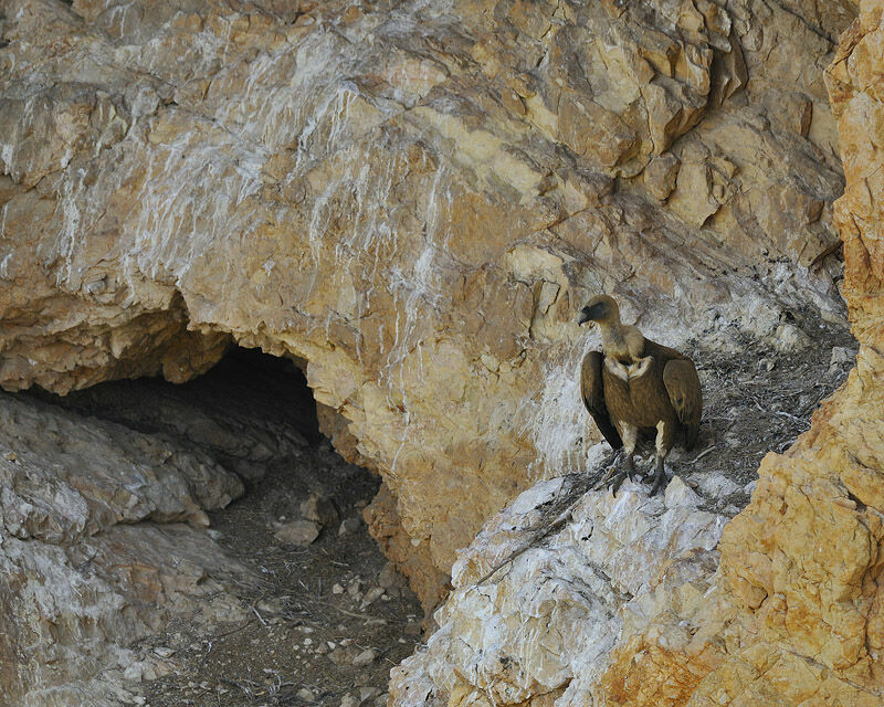 Griffon Vulture female adult, identification, Reproduction-nesting