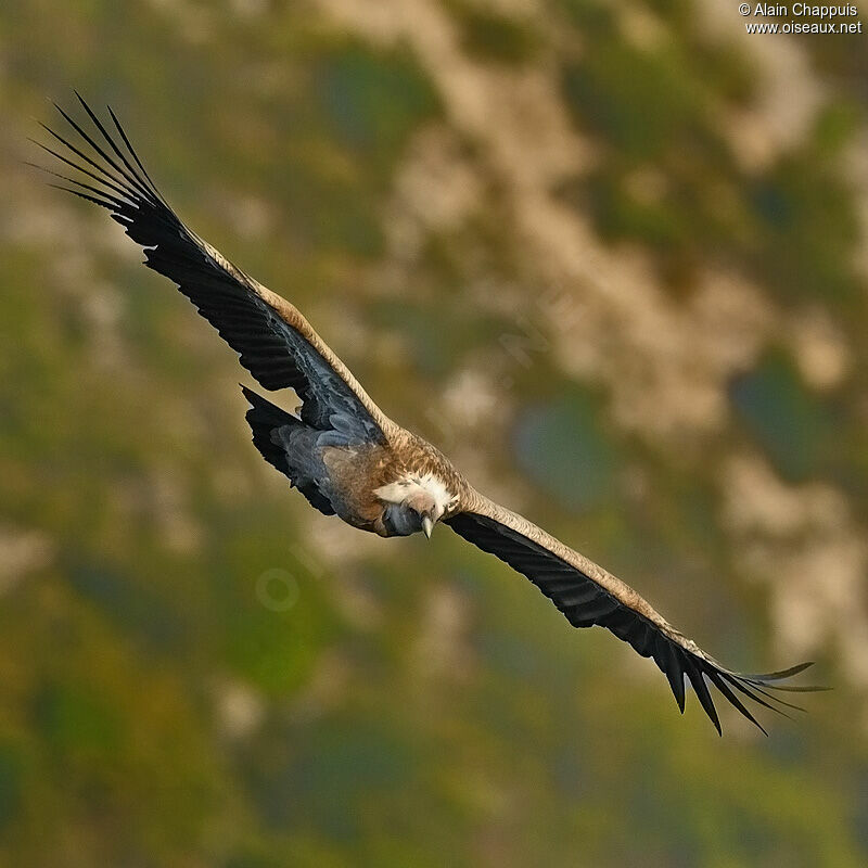 Vautour fauveadulte, identification, Vol, Comportement