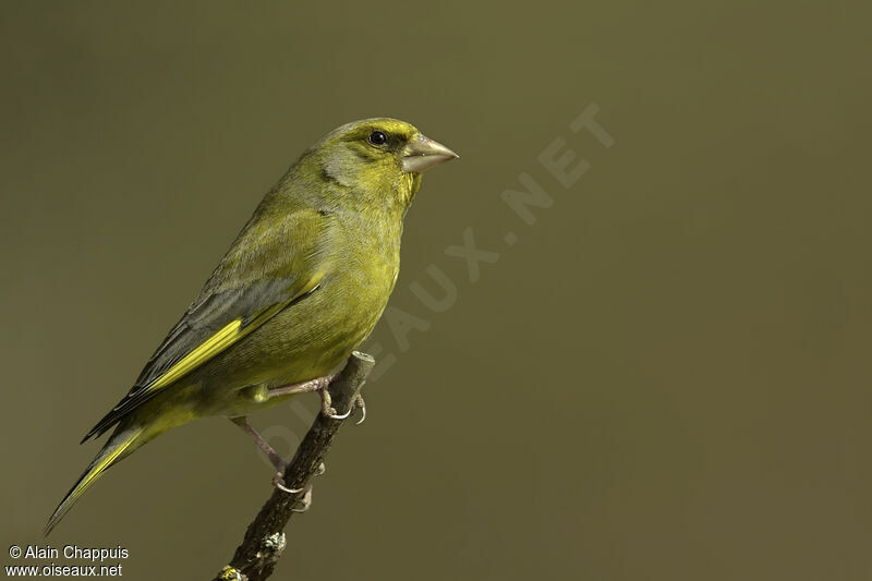 European Greenfinch male adult, identification, close-up portrait, habitat