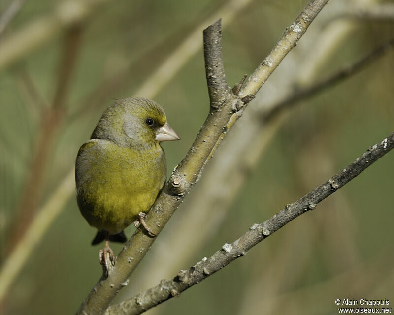 European Greenfinch male adult breeding, identification, Behaviour