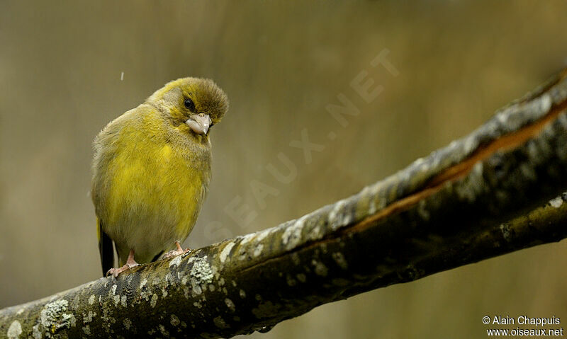 European Greenfinch male adult, identification, Behaviour