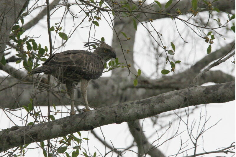 Aigle huppé