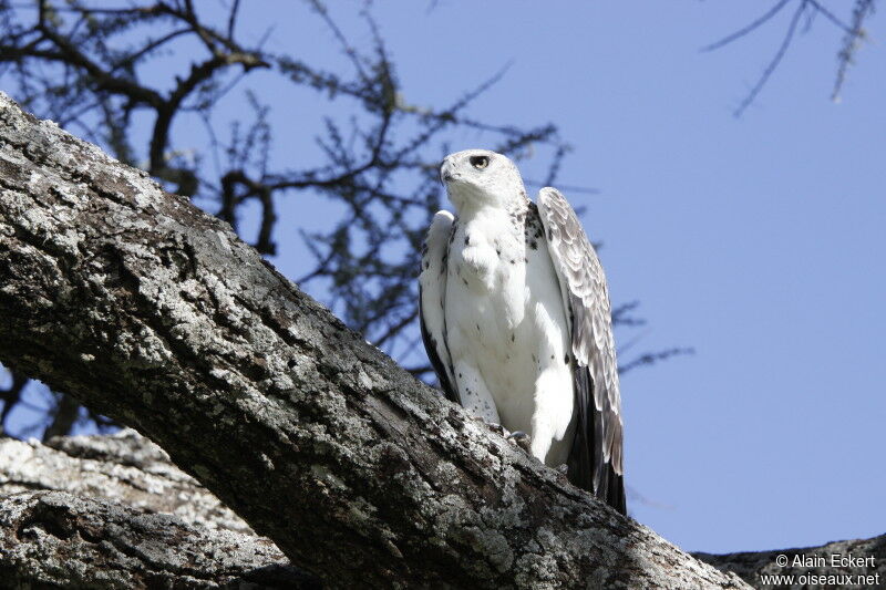 Aigle martialimmature