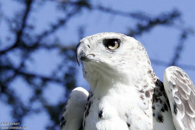 Aigle martialjuvénile, portrait