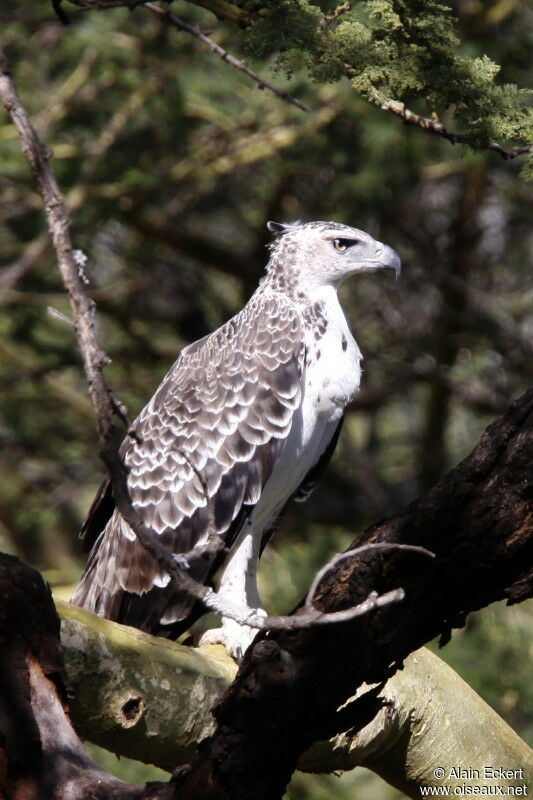 Martial Eagleimmature