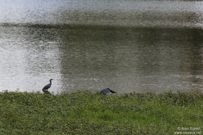 Aigrette ardoisée