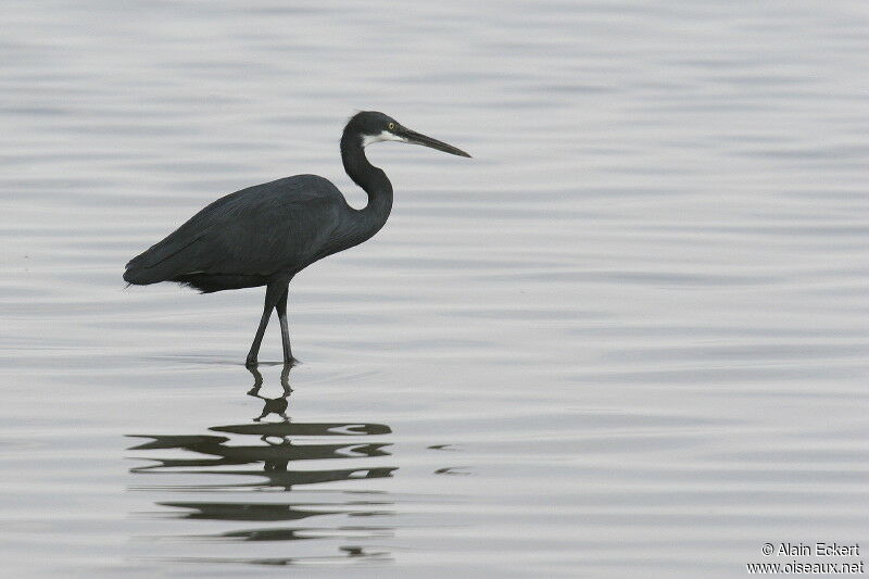 Western Reef Heron