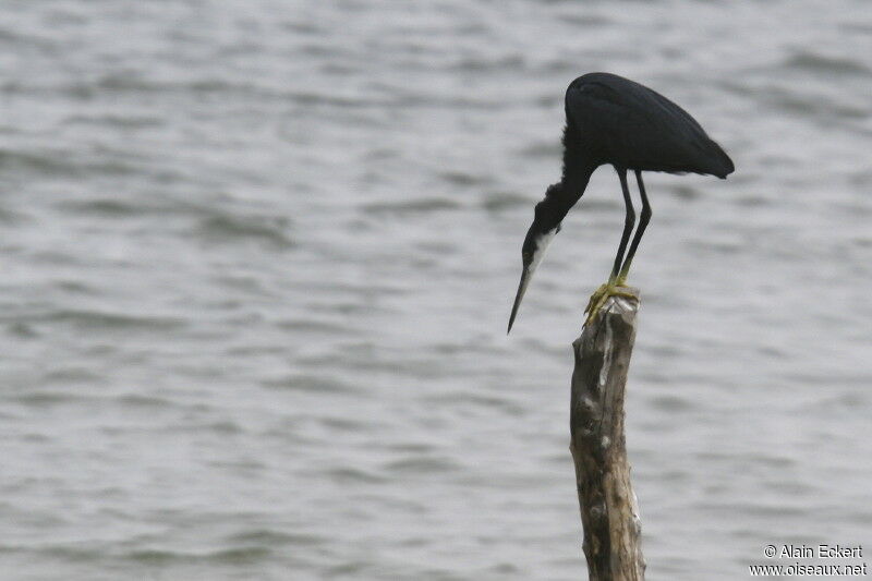 Western Reef Heron