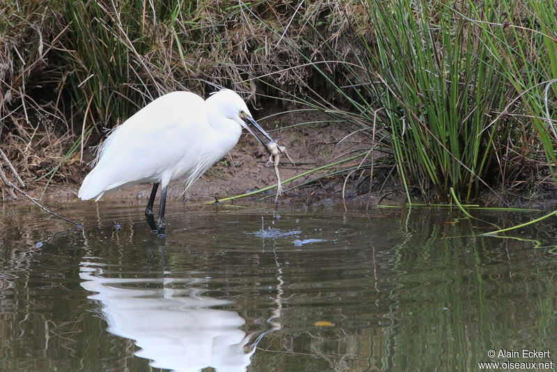 Little Egret