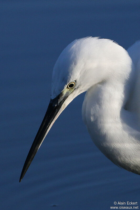 Little Egret