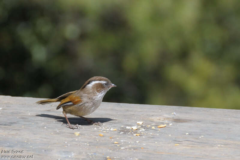 White-browed Fulvetta