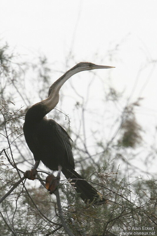 African Darter