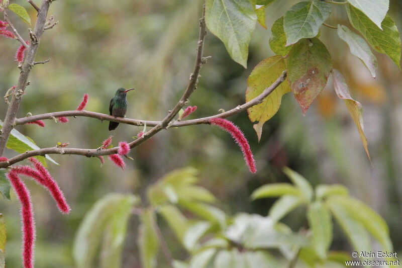 Rufous-tailed Hummingbird