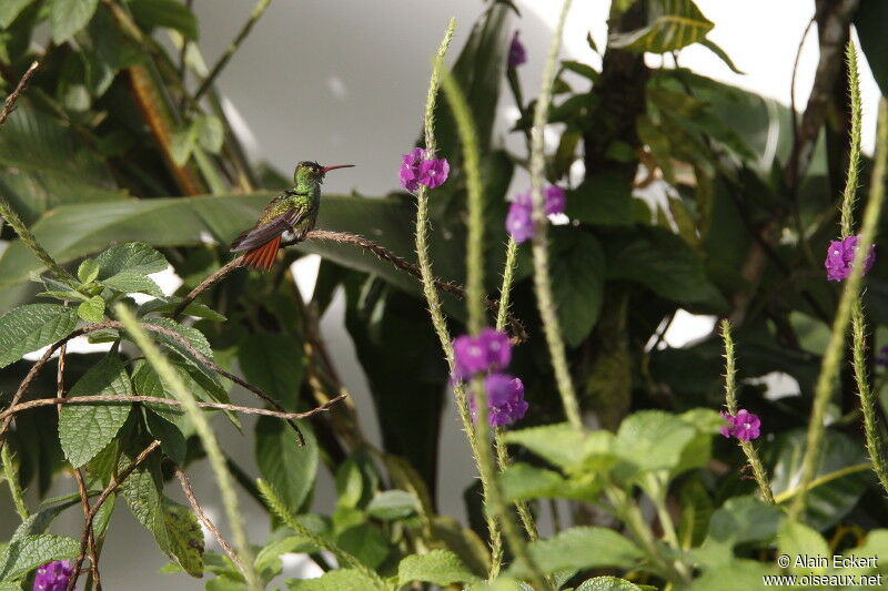 Rufous-tailed Hummingbird