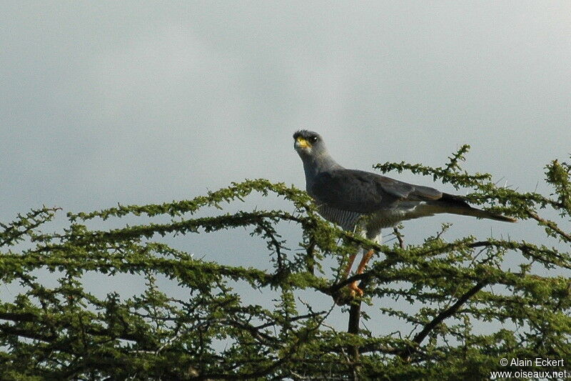 Autour à ailes grises