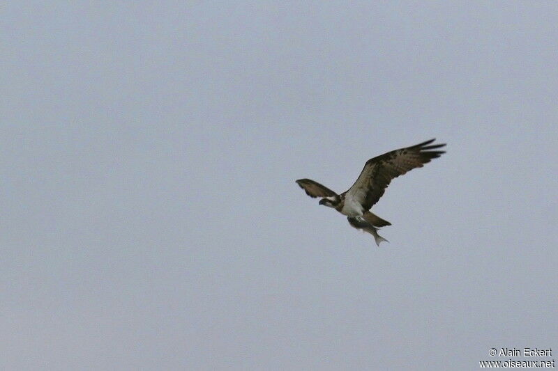 Balbuzard pêcheur