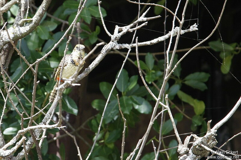 D'Arnaud's Barbet, identification