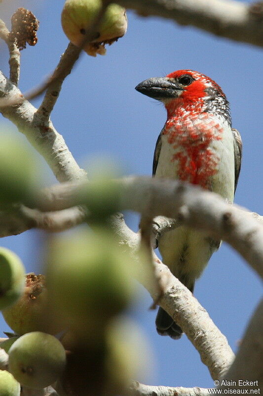 Vieillot's Barbet