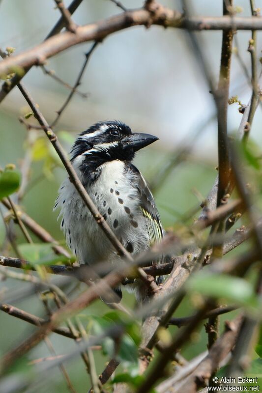 Spot-flanked Barbet