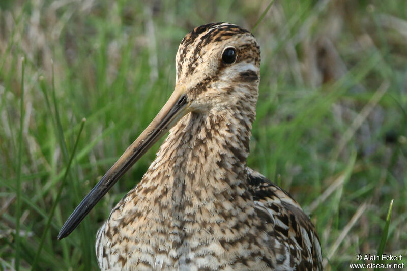 Common Snipe