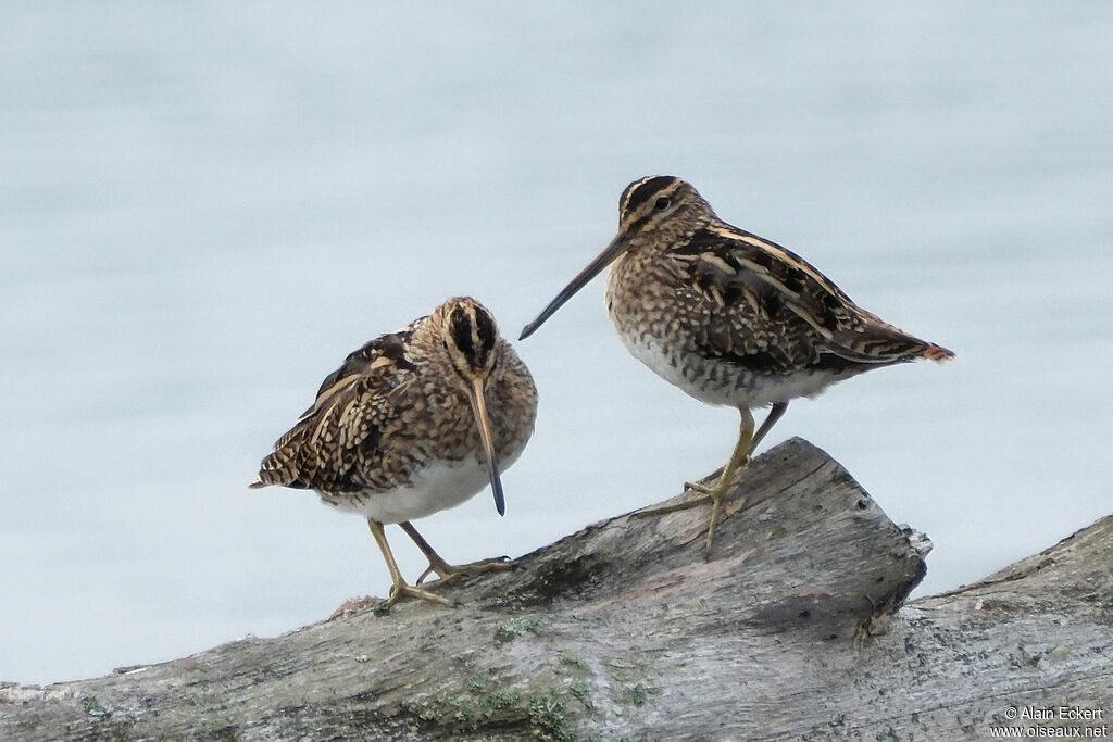 Common Snipe