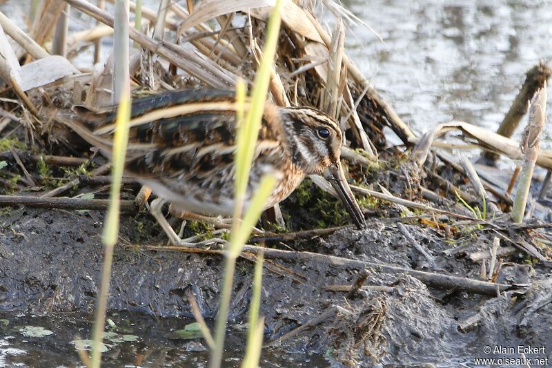 Jack Snipe