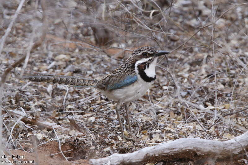 Brachyptérolle à longue queueadulte, habitat