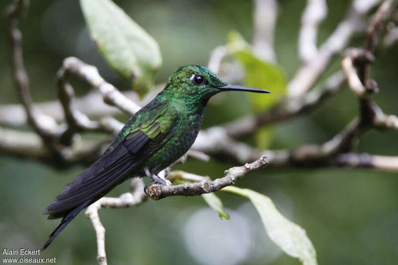 Green-crowned Brilliant male adult, identification