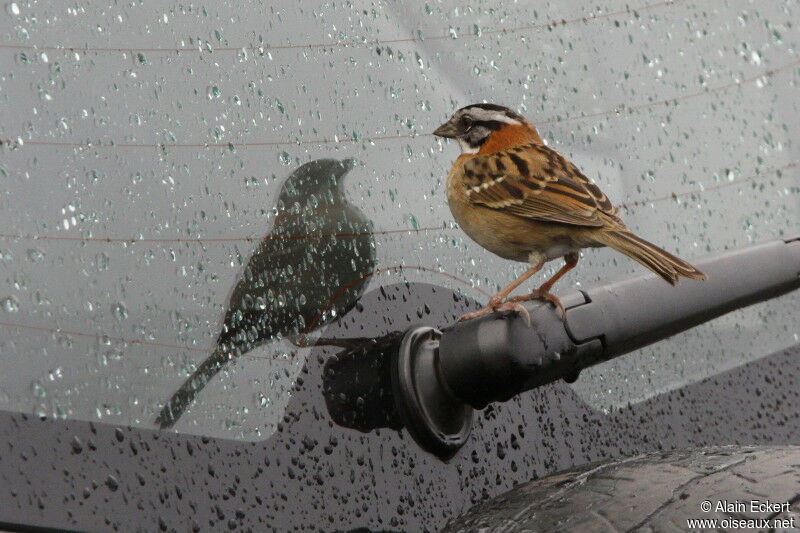 Rufous-collared Sparrow