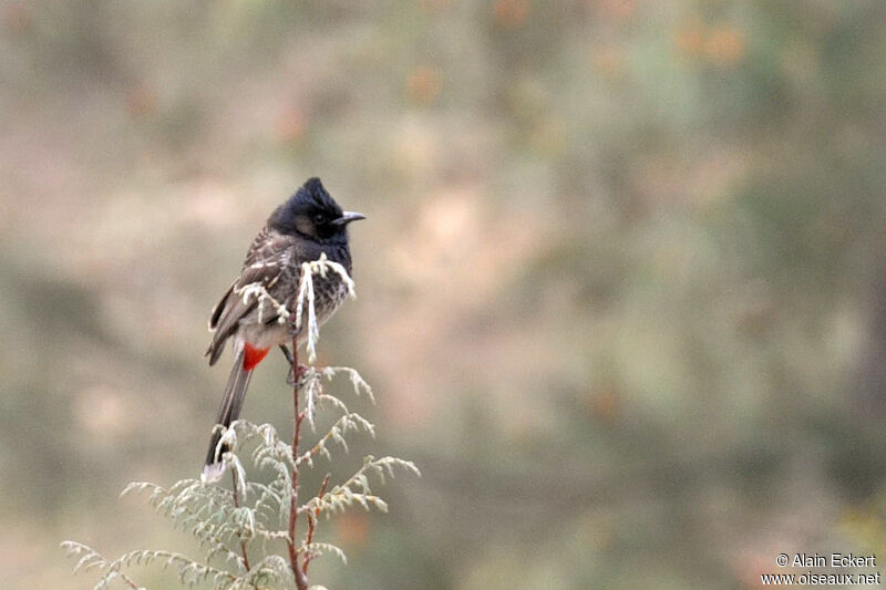 Bulbul à ventre rouge