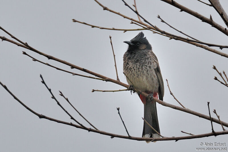 Bulbul à ventre rougeadulte, identification