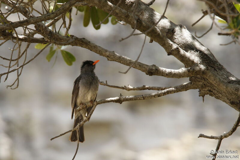 Bulbul de Madagascar