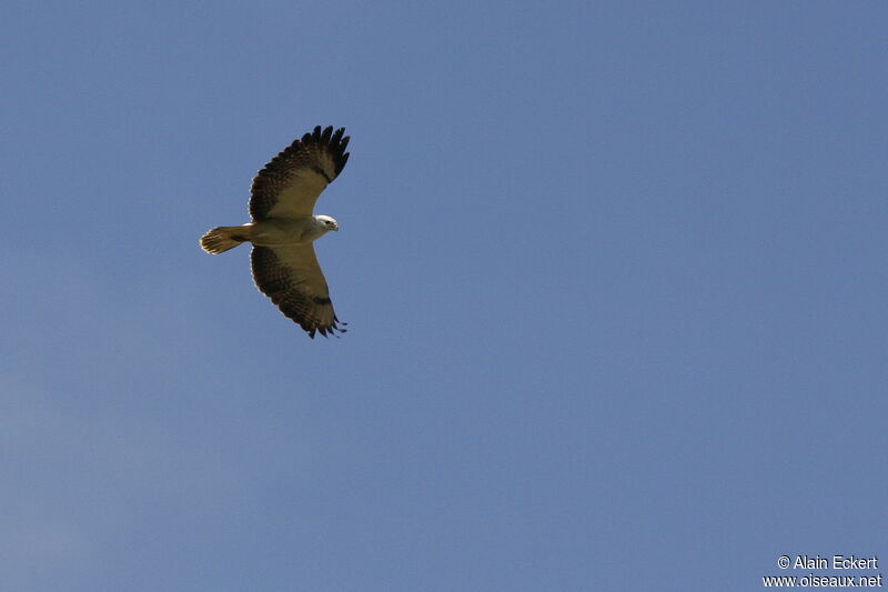 Common Buzzard