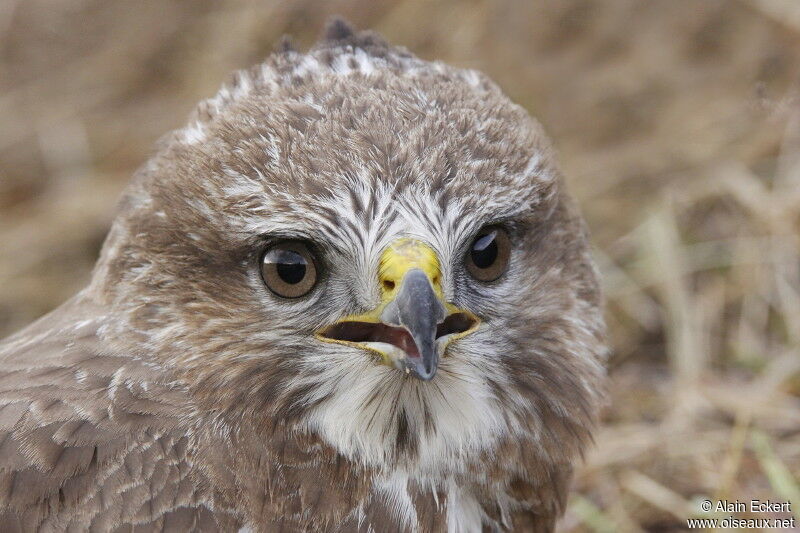 Common Buzzard