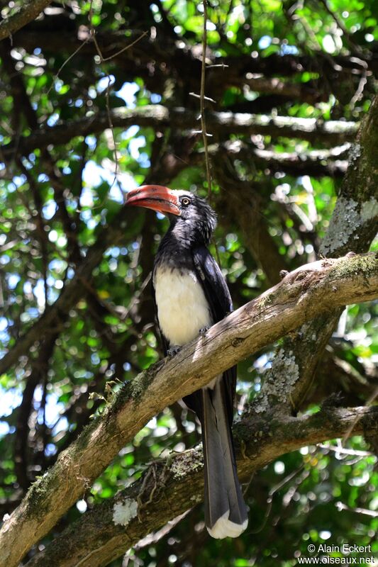 Crowned Hornbill