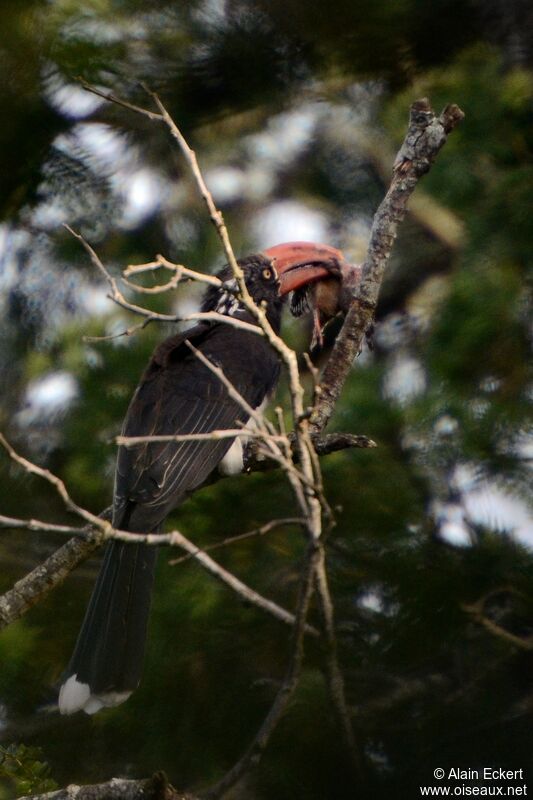 Crowned Hornbill