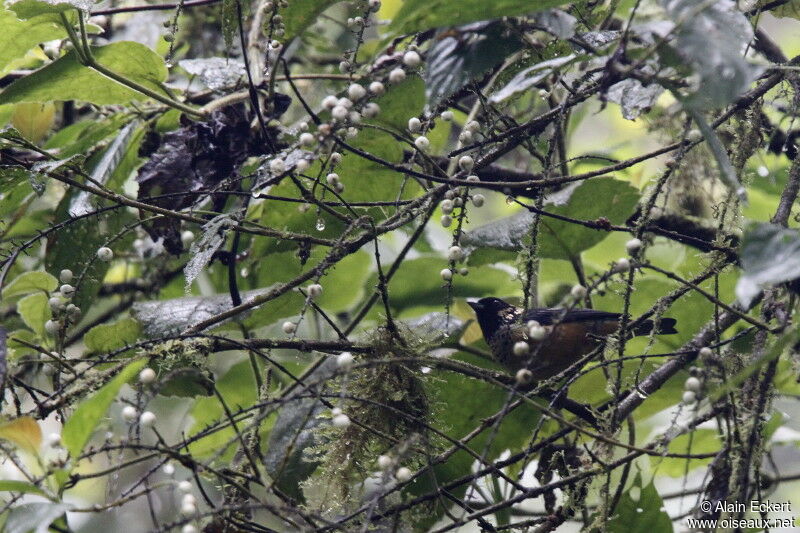 Spangle-cheeked Tanager