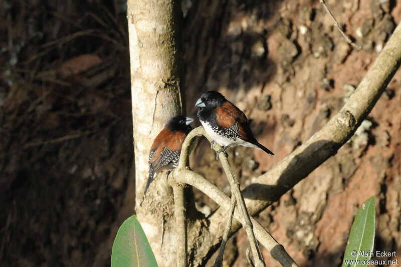 Black-and-white Mannikinadult