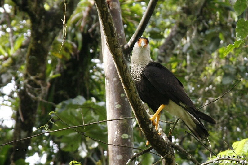 Crested Caracara (cheriway)