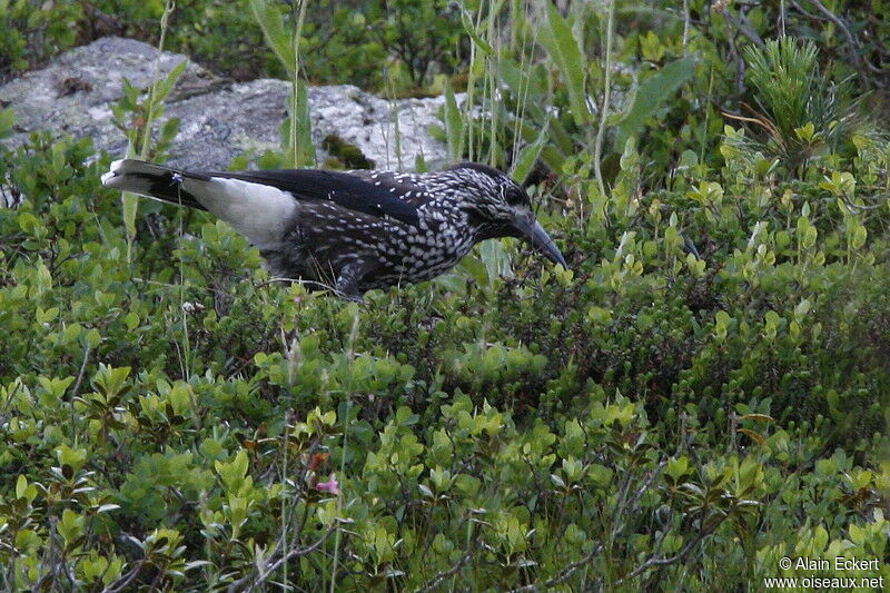 Northern Nutcracker