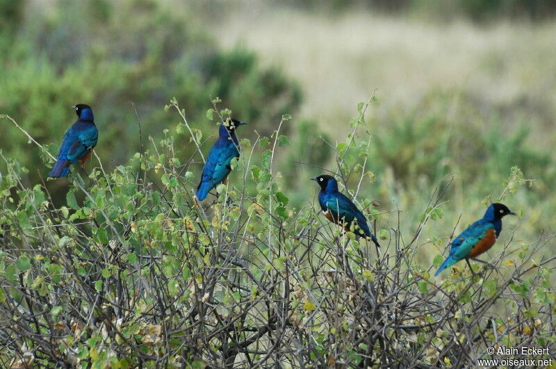 Superb Starling