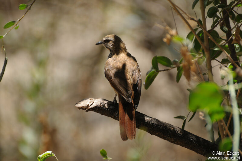 Spotted Palm Thrush