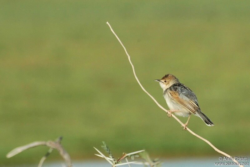 Winding Cisticola