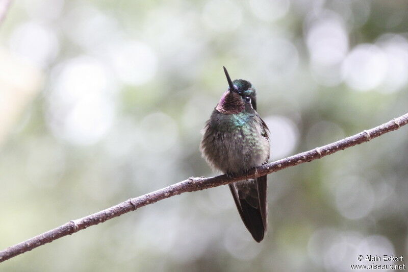 Purple-throated Mountaingem