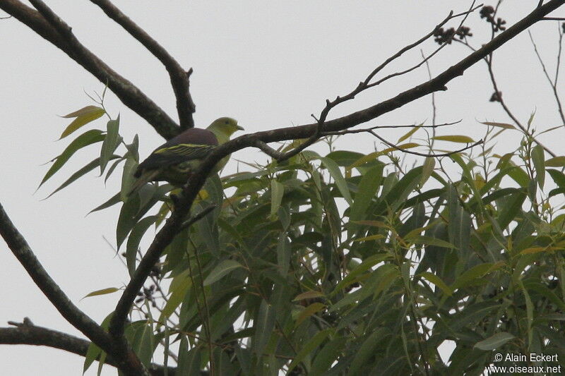 Sri Lanka Green Pigeon