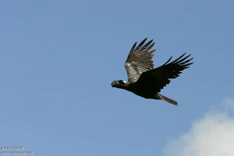 Thick-billed Ravenadult, Flight